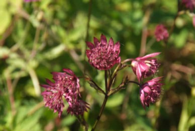 Astrantia major 'Lars' bestellen